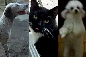 Internautas enviaram v�deos de seus bichos para o BOL